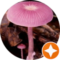 Mushroom Avatar